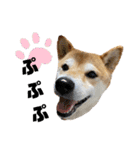 柴犬花ちゃん、ゆる〜く生きてます（個別スタンプ：16）