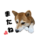 柴犬花ちゃん、ゆる〜く生きてます（個別スタンプ：17）