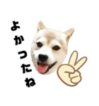 柴犬花ちゃん、ゆる〜く生きてます（個別スタンプ：19）