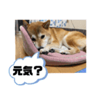 柴犬花ちゃん、ゆる〜く生きてます（個別スタンプ：20）