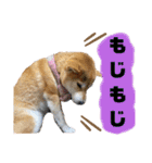 柴犬花ちゃん、ゆる〜く生きてます（個別スタンプ：21）