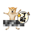 柴犬花ちゃん、ゆる〜く生きてます（個別スタンプ：23）