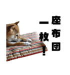 柴犬花ちゃん、ゆる〜く生きてます（個別スタンプ：24）