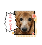 めりんぷ③（個別スタンプ：1）