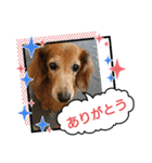 めりんぷ③（個別スタンプ：9）