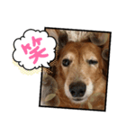 めりんぷ③（個別スタンプ：11）