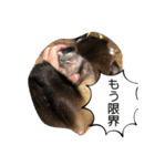 福ちゃんⅡ（個別スタンプ：30）