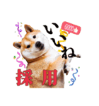 柴犬 うちの佑くん。④（個別スタンプ：1）