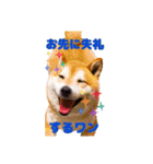 柴犬 うちの佑くん。④（個別スタンプ：2）