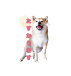 柴犬 うちの佑くん。④（個別スタンプ：3）