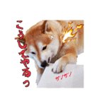 柴犬 うちの佑くん。④（個別スタンプ：4）