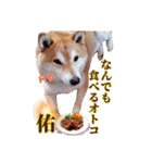 柴犬 うちの佑くん。④（個別スタンプ：5）