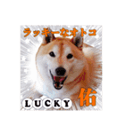 柴犬 うちの佑くん。④（個別スタンプ：8）