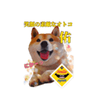 柴犬 うちの佑くん。④（個別スタンプ：9）