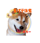 柴犬 うちの佑くん。④（個別スタンプ：11）