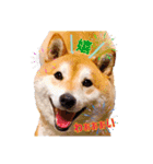 柴犬 うちの佑くん。④（個別スタンプ：13）