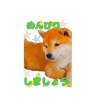 柴犬 うちの佑くん。④（個別スタンプ：14）