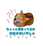 柴犬 うちの佑くん。④（個別スタンプ：15）