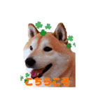 柴犬 うちの佑くん。④（個別スタンプ：17）