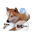 柴犬 うちの佑くん。④（個別スタンプ：18）