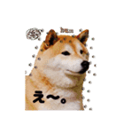 柴犬 うちの佑くん。④（個別スタンプ：24）
