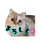 激カワ短足モナちゃん（個別スタンプ：8）