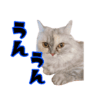 激カワ短足モナちゃん（個別スタンプ：14）