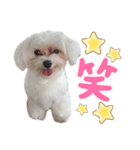 愛犬ジルちゃん！③（個別スタンプ：1）