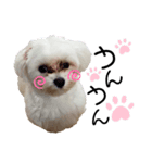 愛犬ジルちゃん！③（個別スタンプ：2）
