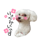 愛犬ジルちゃん！③（個別スタンプ：5）