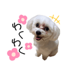 愛犬ジルちゃん！③（個別スタンプ：6）