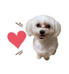 愛犬ジルちゃん！③（個別スタンプ：7）