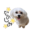 愛犬ジルちゃん！③（個別スタンプ：8）