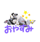 イヌスタンプ(ぼるぼ)（個別スタンプ：3）