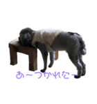 イヌスタンプ(ぼるぼ)（個別スタンプ：7）