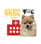 デカ文字③！ポメラニアン達と黒猫（個別スタンプ：1）