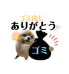 デカ文字③！ポメラニアン達と黒猫（個別スタンプ：6）
