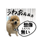 デカ文字③！ポメラニアン達と黒猫（個別スタンプ：7）