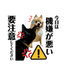 デカ文字③！ポメラニアン達と黒猫（個別スタンプ：9）