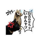 デカ文字③！ポメラニアン達と黒猫（個別スタンプ：10）