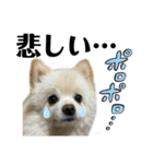 デカ文字③！ポメラニアン達と黒猫（個別スタンプ：12）