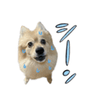 デカ文字③！ポメラニアン達と黒猫（個別スタンプ：13）