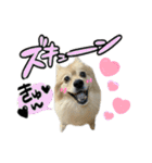デカ文字③！ポメラニアン達と黒猫（個別スタンプ：14）