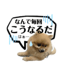 デカ文字③！ポメラニアン達と黒猫（個別スタンプ：17）