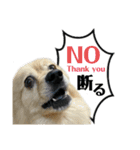 デカ文字③！ポメラニアン達と黒猫（個別スタンプ：19）