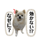 デカ文字③！ポメラニアン達と黒猫（個別スタンプ：20）