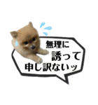 デカ文字③！ポメラニアン達と黒猫（個別スタンプ：21）