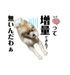 デカ文字③！ポメラニアン達と黒猫（個別スタンプ：22）