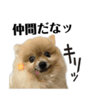 デカ文字③！ポメラニアン達と黒猫（個別スタンプ：24）
