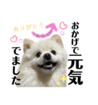デカ文字③！ポメラニアン達と黒猫（個別スタンプ：29）